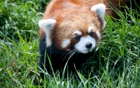В жилом квартале Вашингтона поймали панду, сбежавшую из зоопарка (ВИДЕО)