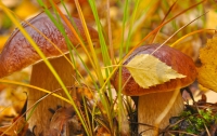В выходные по всей Украине пройдут грибные дожди