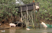 Китайский фермер растит свиней-прыгунов (ФОТО)