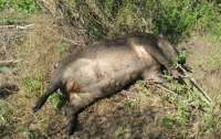 На Хортице мажоры-браконьеры охотятся на диких кабанов (ФОТО)
