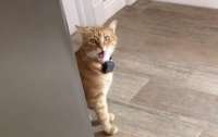 Говорящий кот покорил интернет-пользователей (видео)