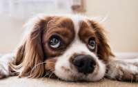В Японии коронавирус обнаружили у собак