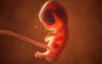 С зачатком мозга и бьющимся сердцем: ученые создали первые в мире искусственные эмбрионы
