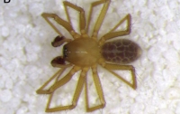 Науковці виявили новий вид павуків (ФОТО)