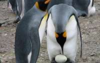 Пингвины порадовали ученых своими первыми яйцами