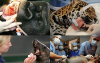 Животные на приеме у стоматолога (ФОТО) 