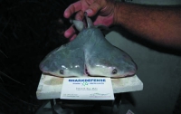 Рыбаки, поймав акулу-быка, обнаружили у нее внутри двуглавого акуленка