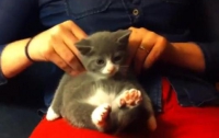 Толстенький котенок кайфует от массажа заботливой хозяйки (ВИДЕО)