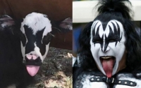 Корова с лицом вокалиста Kiss родилась в Техасе