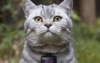 Переносная камера для котов сама размещает фото в Instagram (ВИДЕО)
