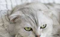 Кот из Запорожья стал самым красивым в мире