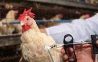 У Росії зареэстровано перші випадки зараження пташиним грипом H5N8
