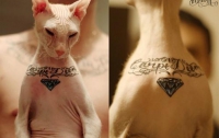 Парень сделал коту татуировку с орфографической ошибкой
