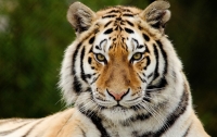 В российской тайге тигр загрыз мужчину