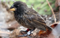 Ученые наблюдали за появлением нового вида птиц