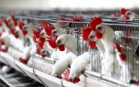 Одна из стран отменила запрет на украинское мясо птицы