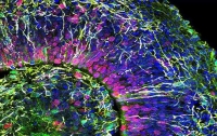 Исследователи сумели вырастить мини-мозг
