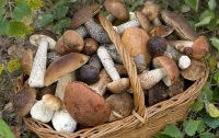 Грибной сезон, какие грибы не стоит употреблять в пищу  