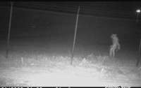 Камери спостереження техаського зоопарку зняли моторошну невідому істоту