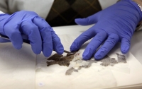 Фрагменты свитков Мертвого моря в музее США оказались подделкой