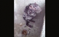 Раскрыта тайна вирусного видео с крысой в душе