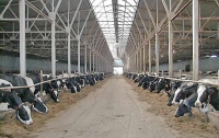 В Украине  вскоре заработает 153 животноводческих комплекса