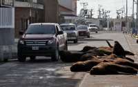 В аргентинском курортном городке морские львы вышли из моря на сушу