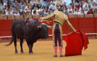 В Каталонии коррида станет незаконной из-за нарушения прав быков
