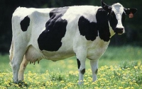 Ученые хотят вывести коров, дающих «гипоалергенное» молоко