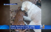 Собака спасла тонущего олененка (видео)