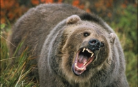 В Луганске медведь задрал женщину прямо на улице   