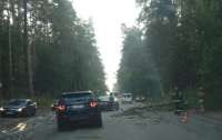 На автомобили упало дерево