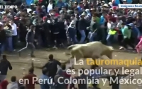 Быки ранили двенадцать зрителей на празднике в Перу (видео)
