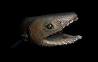 В Португалии поймали древнюю акулу-монстра