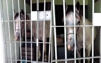 В Бразилии лошадь посадили в тюрьму (видео)