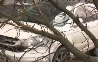 В центре Киева дерево упало на два автомобиля