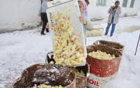 В Курской области 300 тыс. живых цыплят выбросили на мороз и залили водой (ФОТО)
