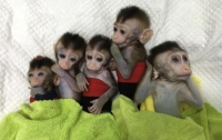 Почти искусственных обезьян создали в Китае