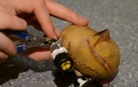 Инженер создал из картошки питомца, способного передвигаться (видео)