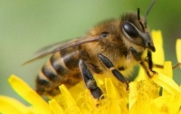 В образцах меда по всему миру найдена большая концентрация инсектицидов