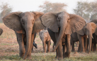 Пять слонов сорвались с водопада в Таиланде, пытаясь спасти слоненка