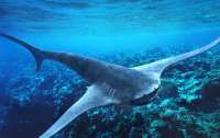 Невероятная находка: ученые раскопали летающую акулу