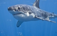 Очевидец снял видео с акулой, которая охотилась за серфингистами