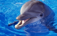 На побережье Одесской области - десятки мертвых дельфинов