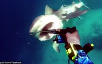 Ошеломляющее видео: дайвер снял на камеру и отбил атаку акулы