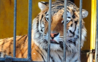 Сотрудник Киевского зоопарка, на который напал тигр, уже идет на поправку
