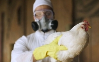Украина запретила ввоз мяса птицы из Польши