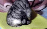 Забавный котенок спит в позе йога (ВИДЕО)