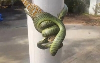 Схватка геккона и змеи попала на видео
