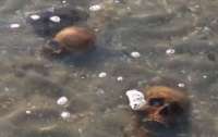 На берег Кинбурнской косы вынесло останки людей (видео)
